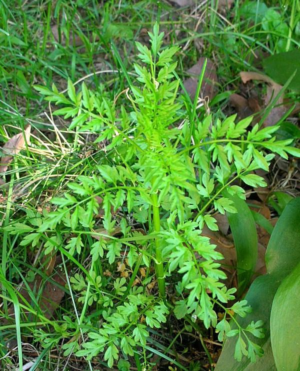 Cardamine impatiens / Billeri comune